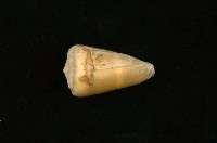 藏品(紫霞芋螺)的圖片